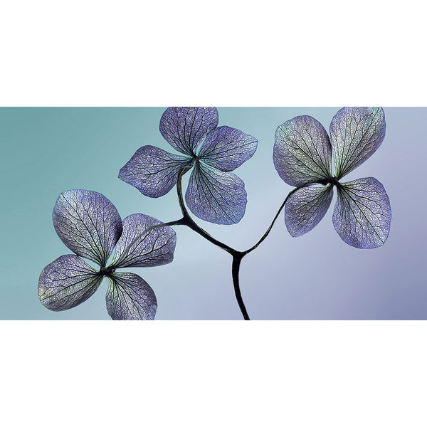 Violet Flowers, Photography