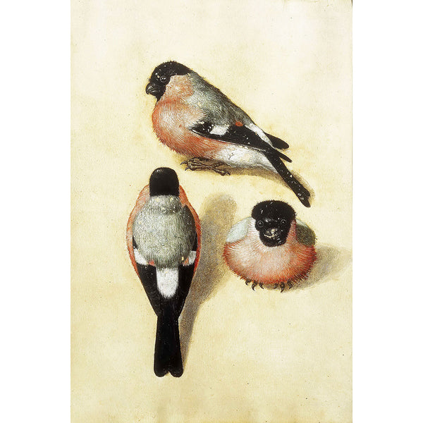 Three Studies of a Bullfinch, Reproduction