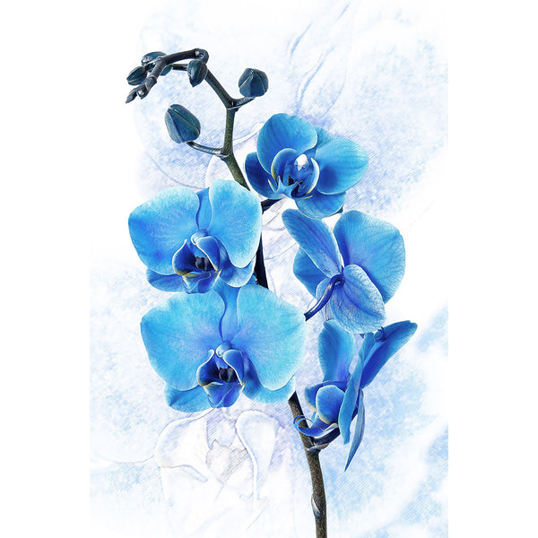 Blue Orchid on White Background