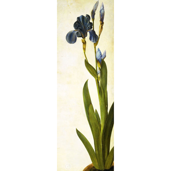 Troiana Iris, Reproduction