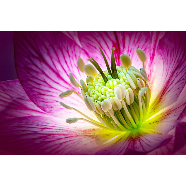 Purple Flower, Macro Photography