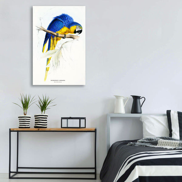 Blue and Yellow Maccaw