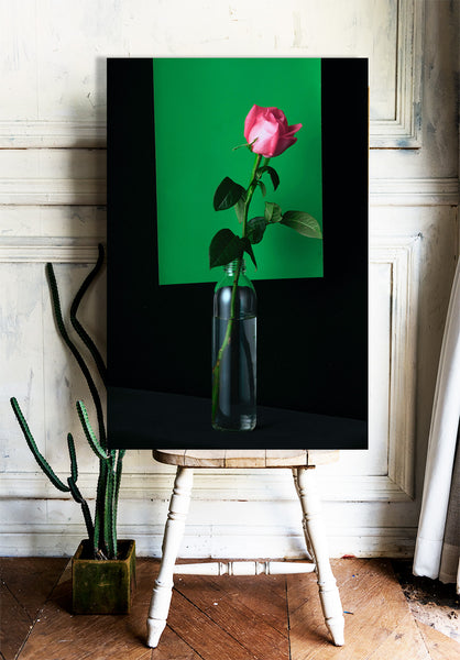 Rose on Green Background, Photography