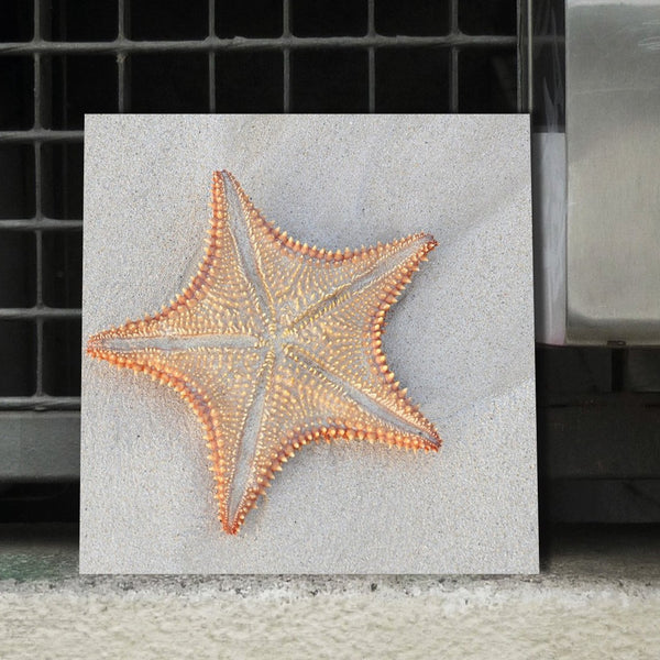 Starfish on Sand Beach, Photography