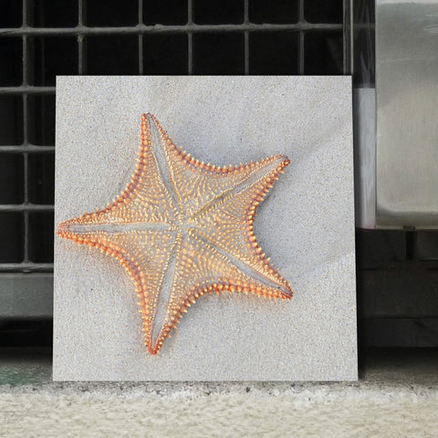 Starfish on Sand Beach, Photography