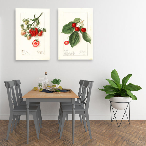 Cherry, Vintage Botanical Illustration