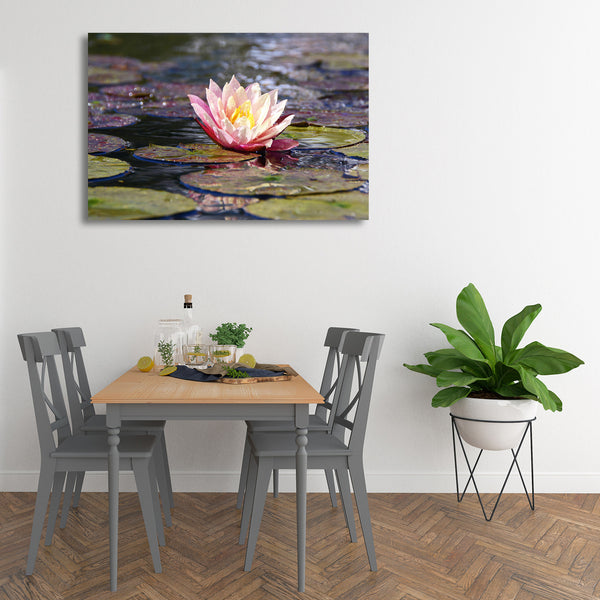 Pink Lotus, Photography