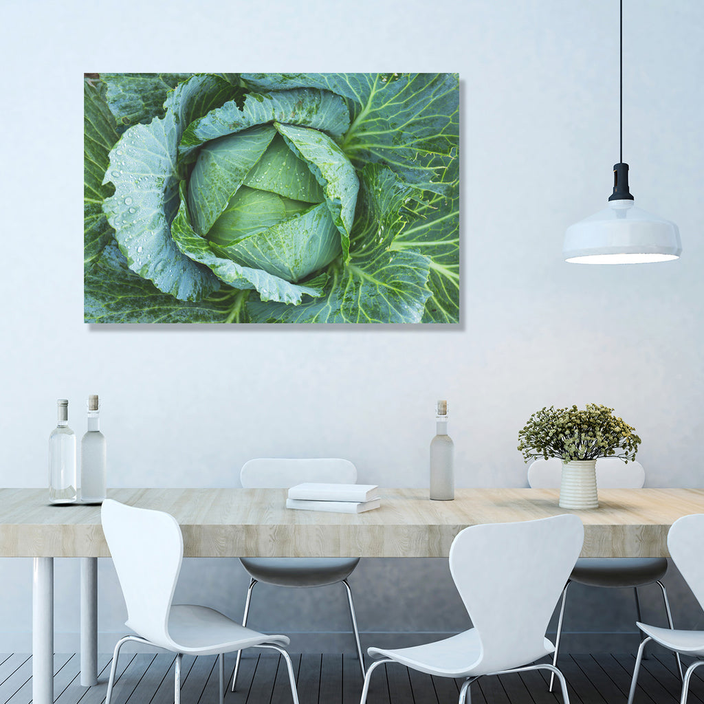 Cabbage Green, Photography