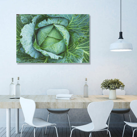 Cabbage Green, Photography