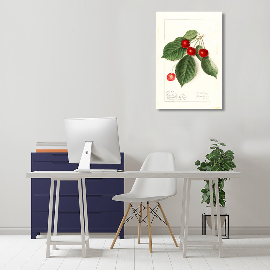 Cherry, Vintage Botanical Illustration