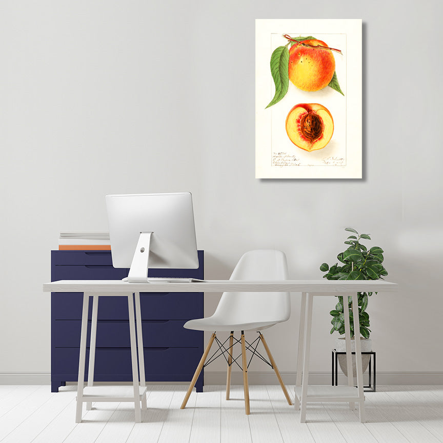 Pear, Vintage Botanical Illustration
