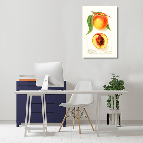 Pear, Vintage Botanical Illustration