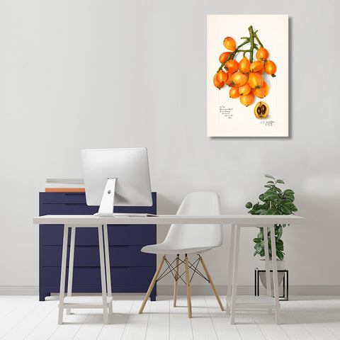 Sea buckthorn, Vintage Botanical Illustration