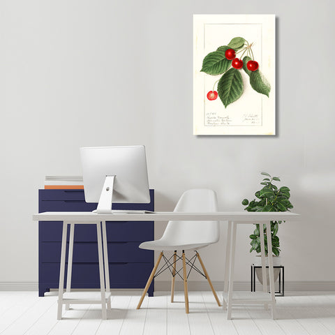 Cherry, Vintage Botanical Illustration