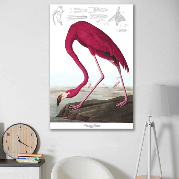 Birds of America, American Flamingo by John J. Audubon