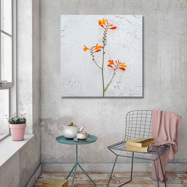 Flower on Wall background, Photography