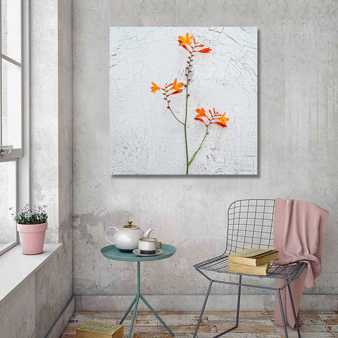 Flower on Wall background, Photography