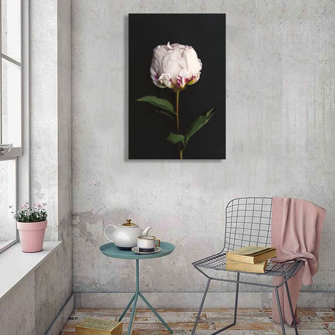 White Peony On Black Background, Photography