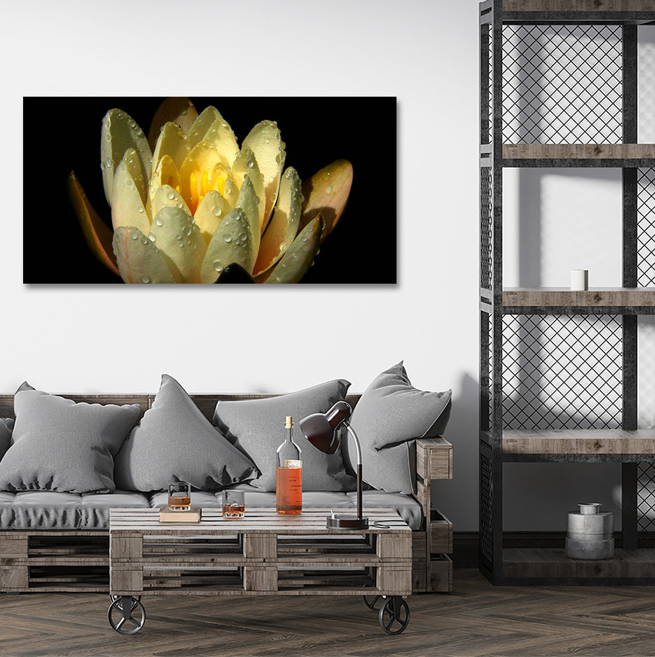 Yellow Lotus, Photography