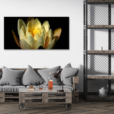 Yellow Lotus, Photography