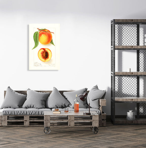 Pear, Vintage Botanical Illustration