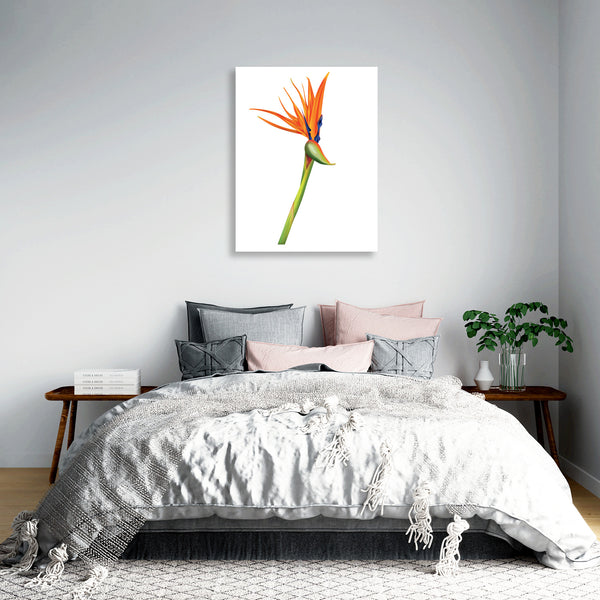 Flower on White Background, Photography