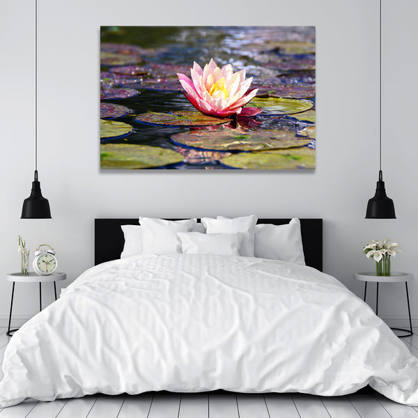 Pink Lotus, Photography
