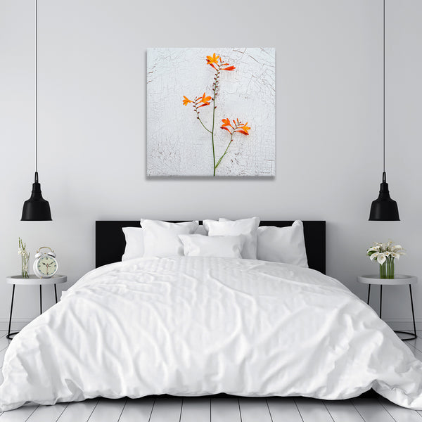 Flower on Wall background, Photography
