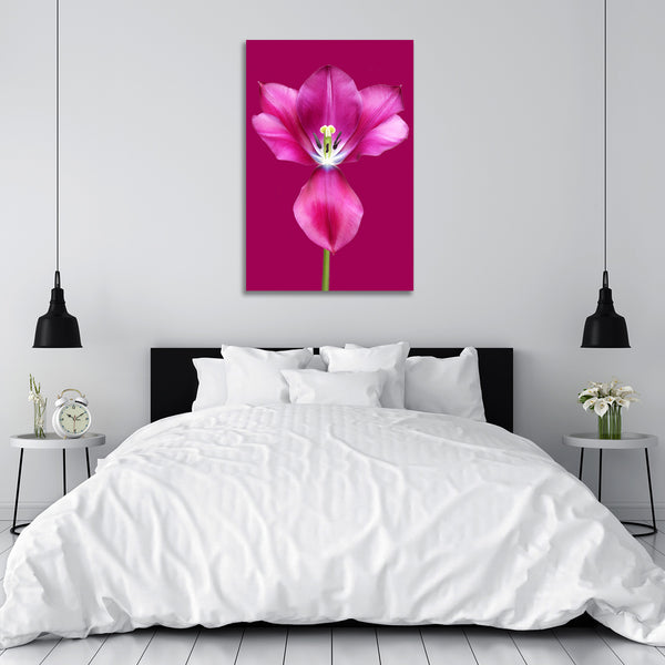 Tulip, Modern Photography