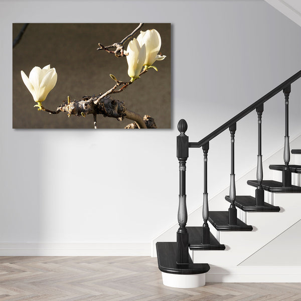Blooming Magnolia, Photography