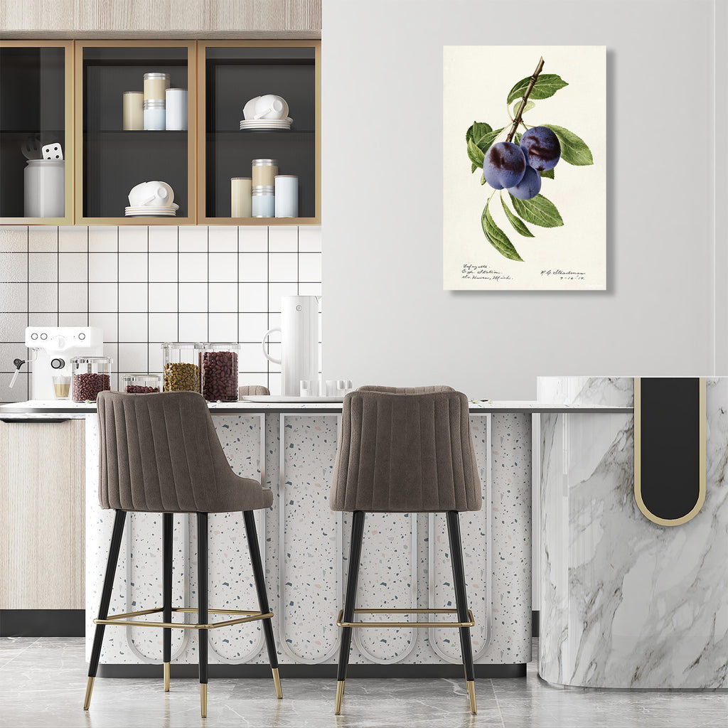 Plums, Vintage Botanical Illustration