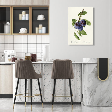 Plums, Vintage Botanical Illustration