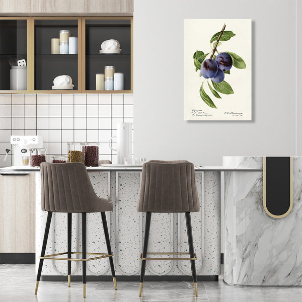 Coletto Plums, Vintage Botanical Illustration