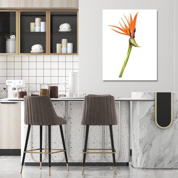 Flower on White Background, Photography