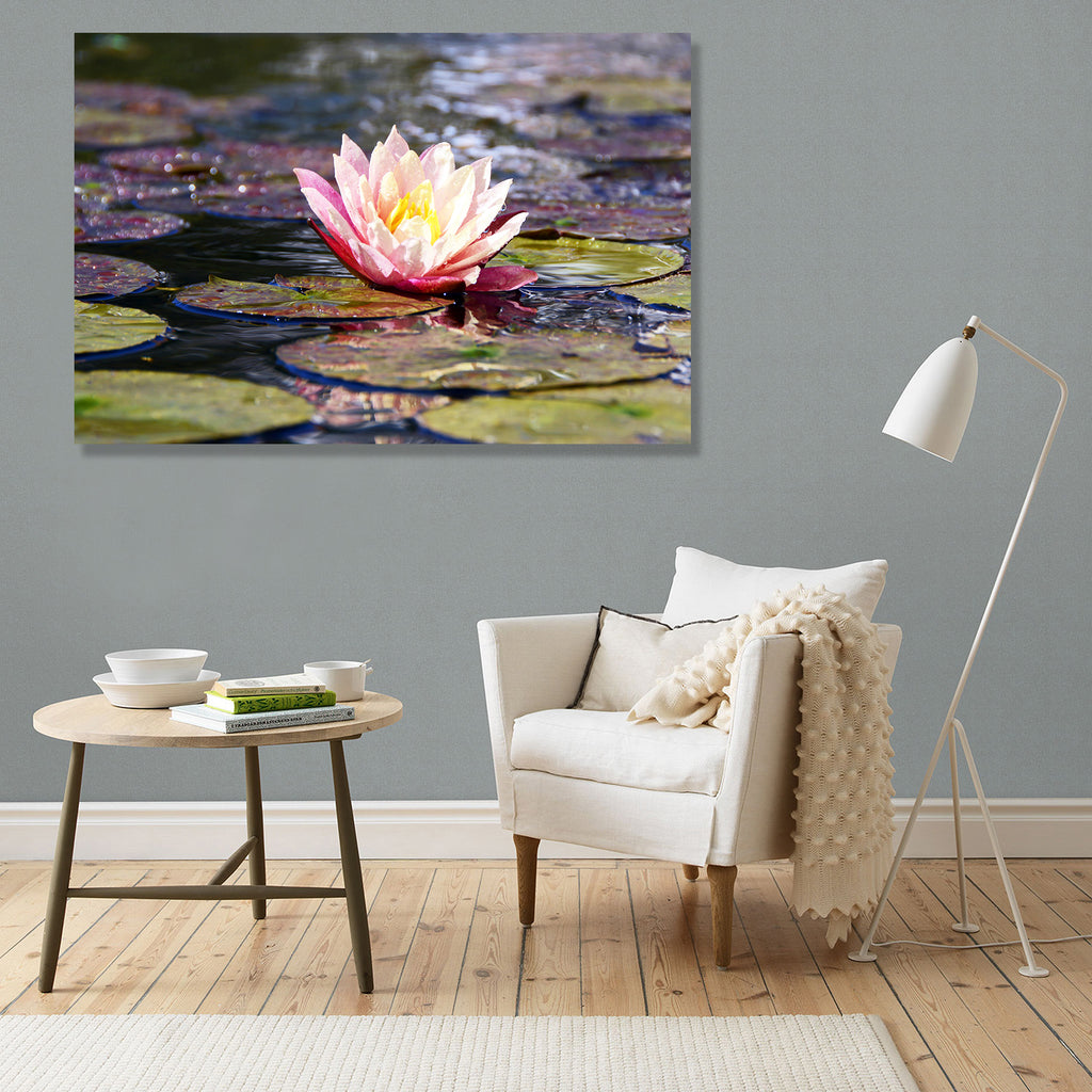 Pink Lotus, Photography