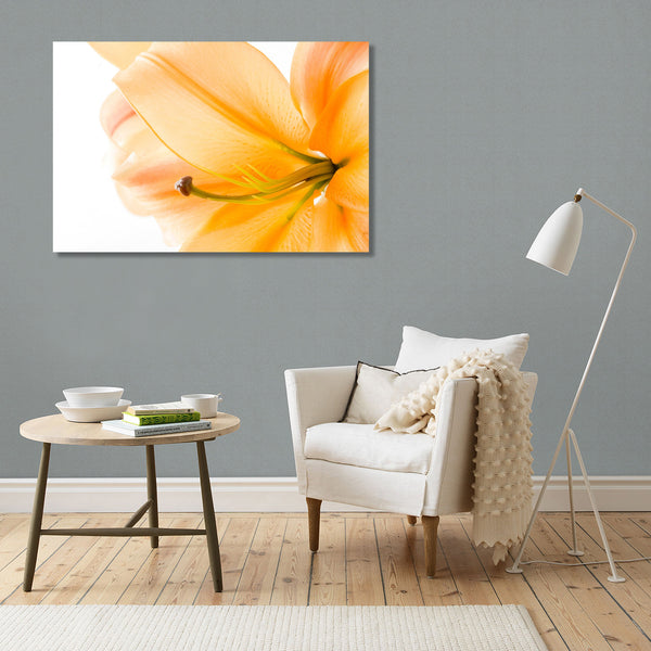 Yellow Lily on White Background, Photography