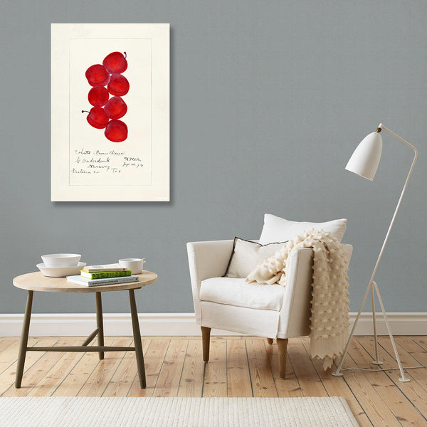 Coletto Plums, Vintage Botanical Illustration