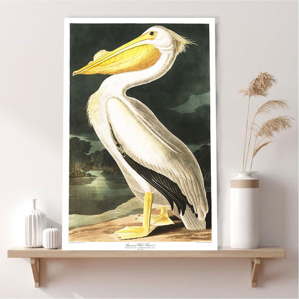 Birds of America, American White Pelican