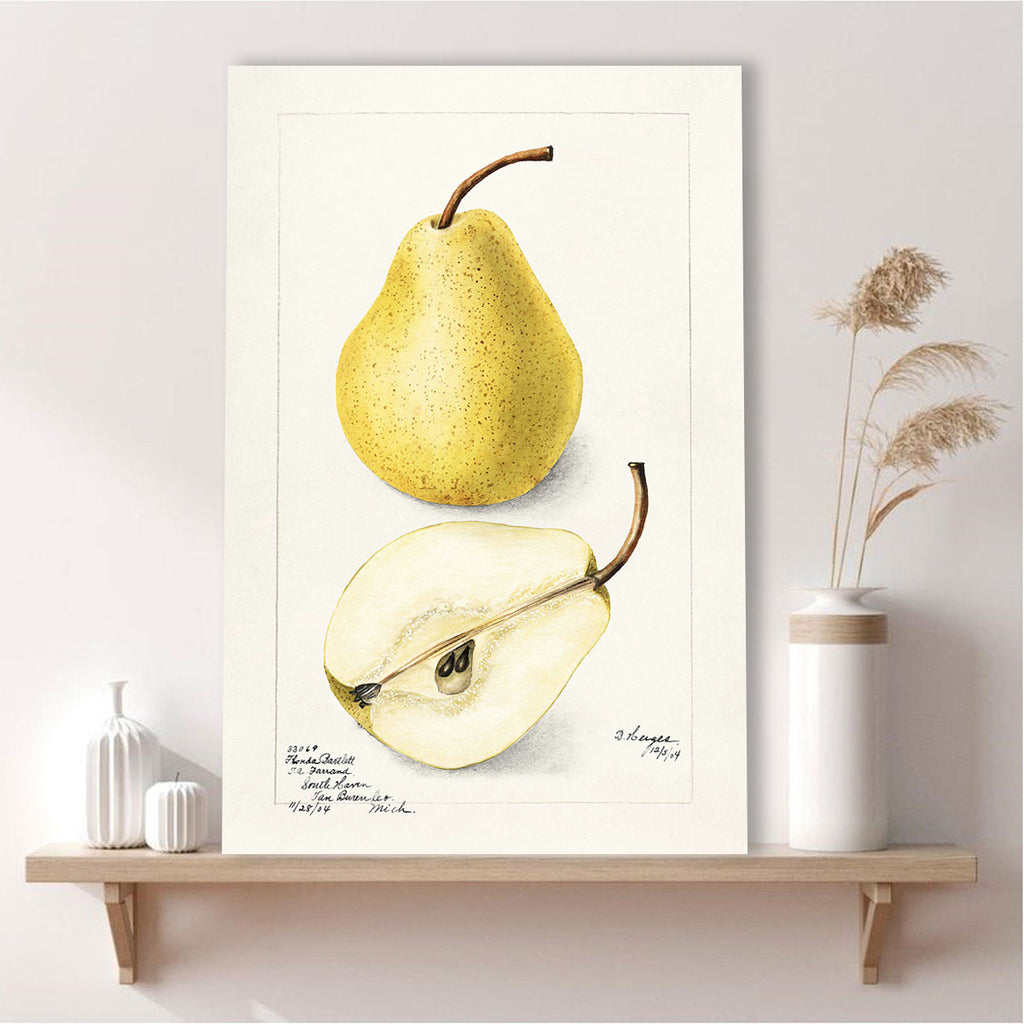 Pear, Vintage Botanical Illustration