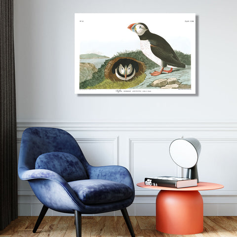 Birds of America, Puffin