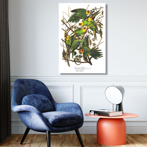 Birds of America, Carolina Parrot, Vintage Poster