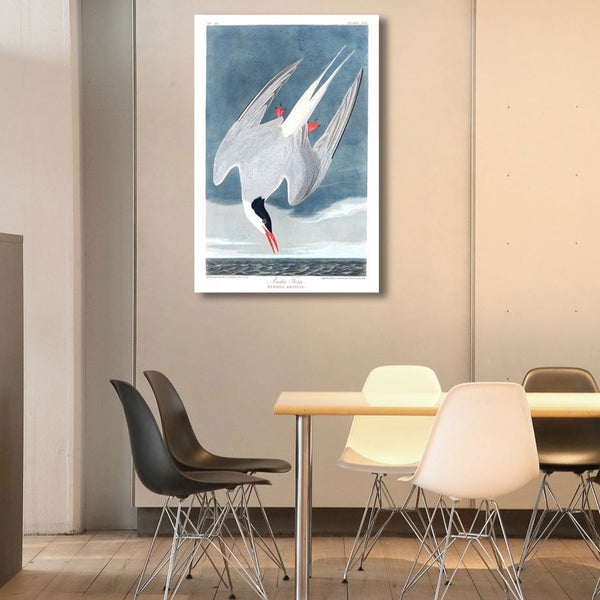 Birds of America, Arctic Hern by John J. Audubon