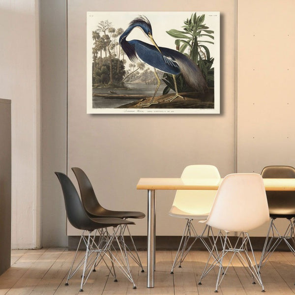 Birds of America, Louisiana Heron by John J. Audubon