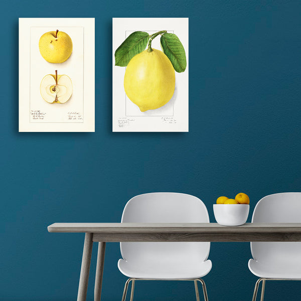 Lemon, Vintage Botanical Illustration