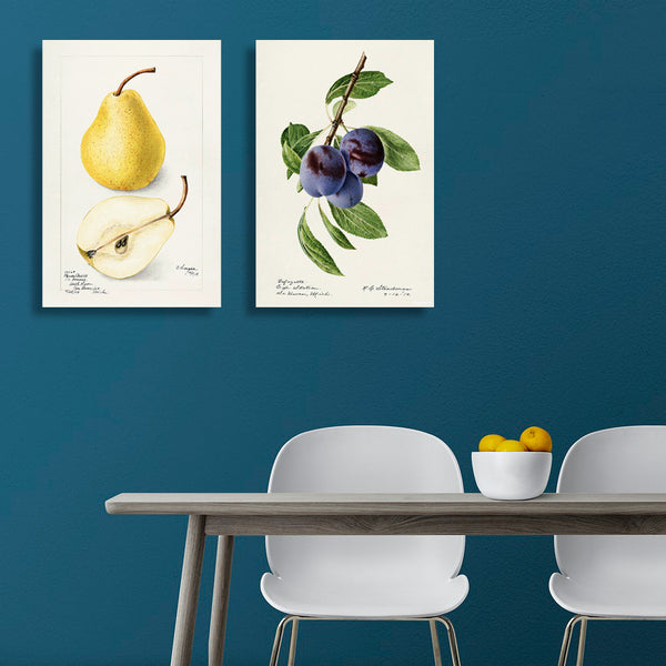 Coletto Plums, Vintage Botanical Illustration