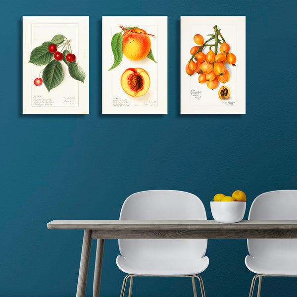 Cherry, Vintage Botanical Illustration