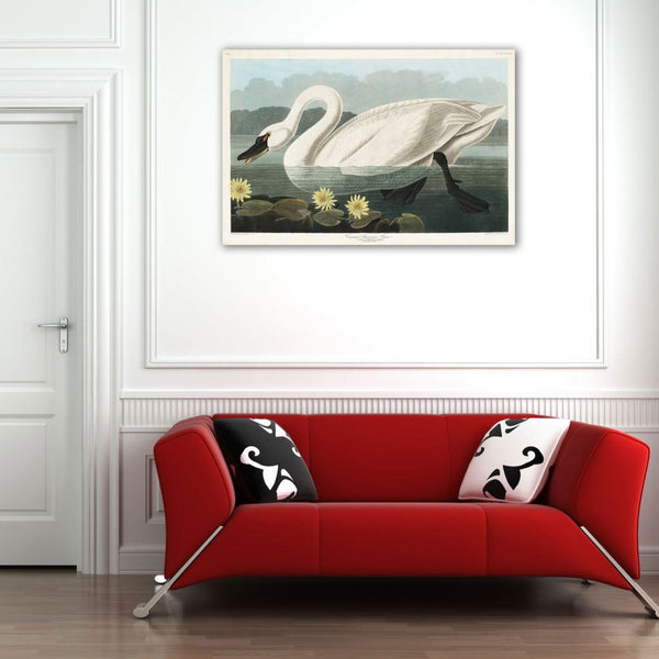 Common American Swan by John J. Audubon