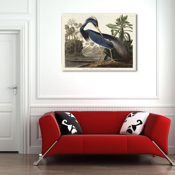 Birds of America, Louisiana Heron by John J. Audubon