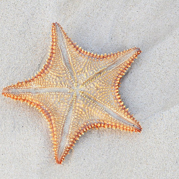 Starfish on Sand Summer Mood – Large Modern Art – Photo on Metal-New Art Studio-newARTmix
