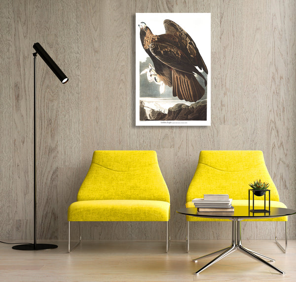 Birds of America, Golden Eagle